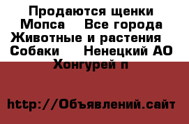 Продаются щенки Мопса. - Все города Животные и растения » Собаки   . Ненецкий АО,Хонгурей п.